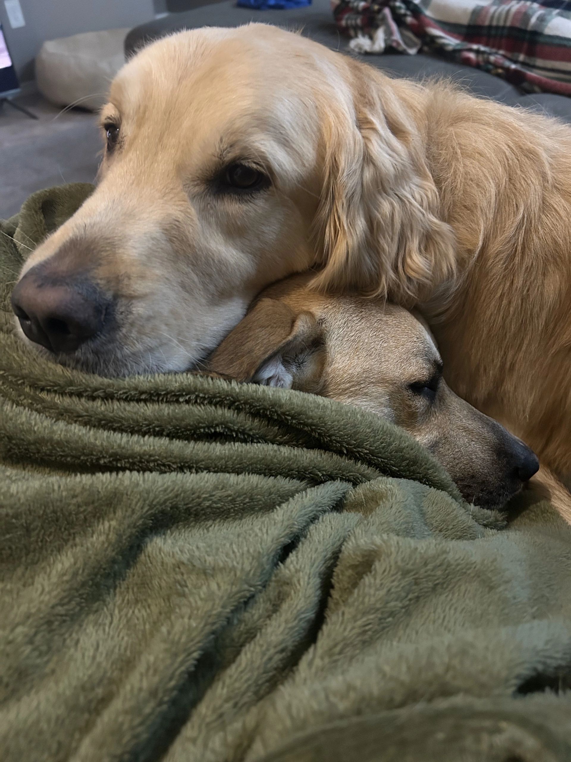 Corpus Christi Dog Boarding